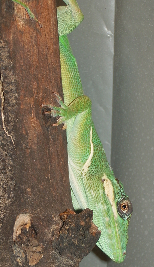 Anolis equestris