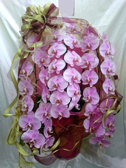 開所祝胡蝶蘭