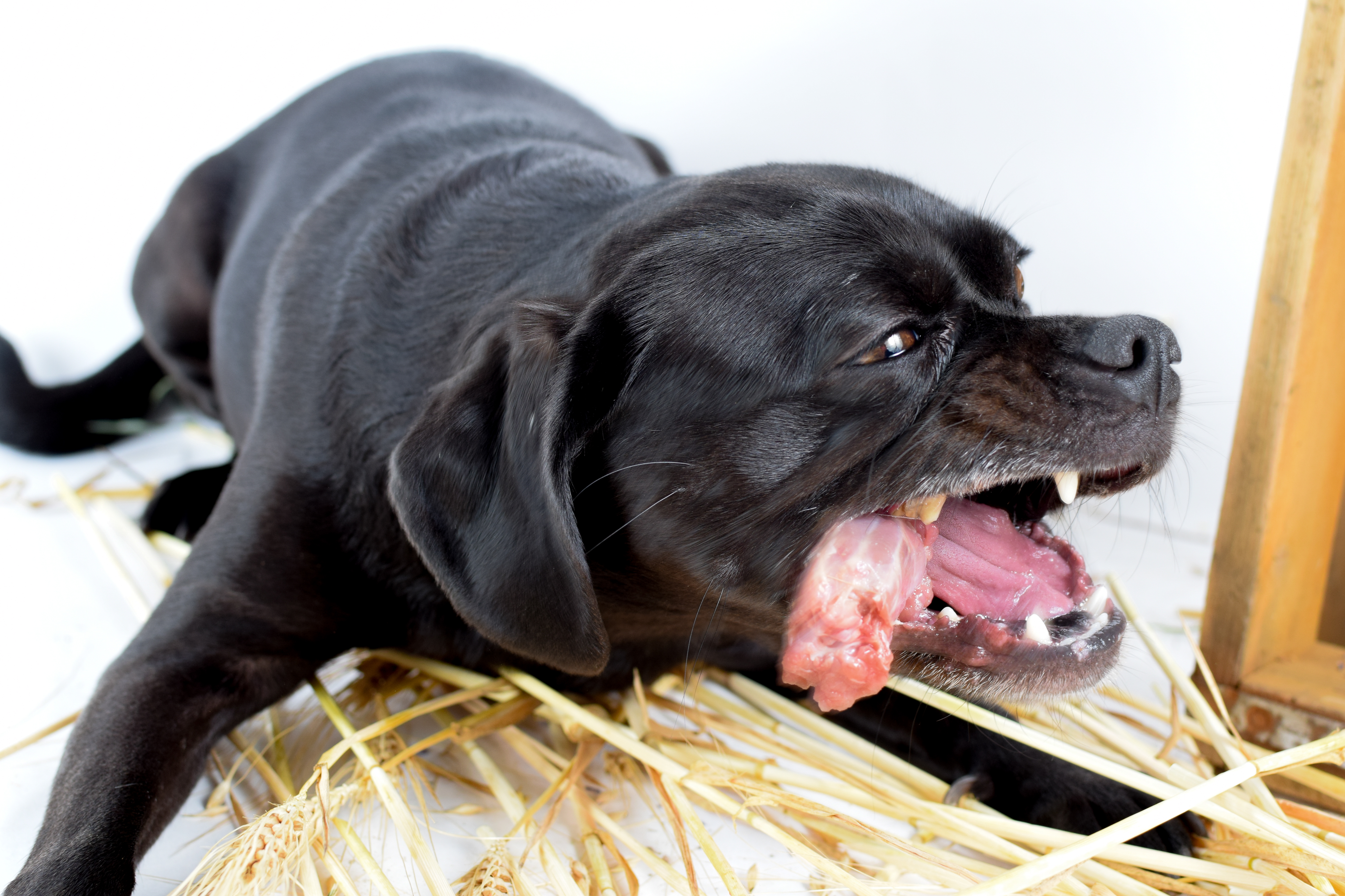 hund ernährungsberatung