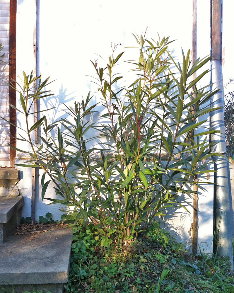 Oleander HAUS,  Nerium Oleander, Oleander frei ausgesetzt, im Freiland, überwintern