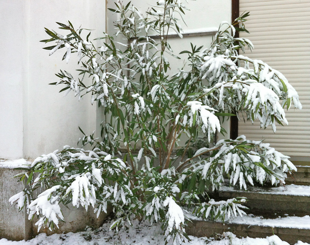 Oleander im Schnee - OLEANDER HAUS