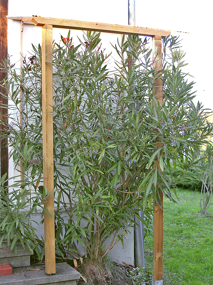 Oleander HAUS,  Nerium Oleander, Oleander frei ausgesetzt, im Freiland, überwintern