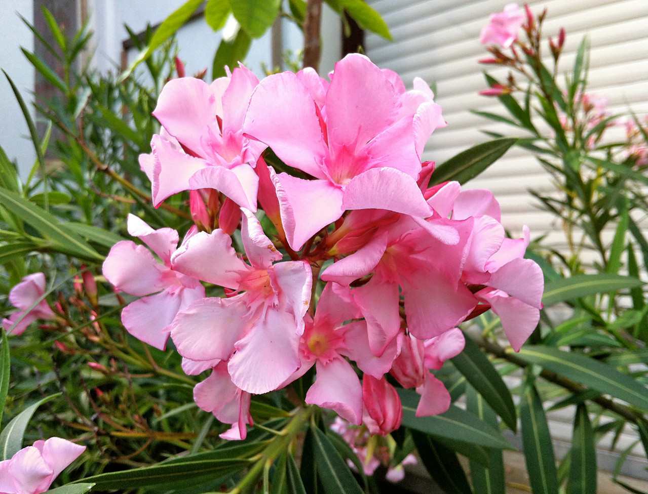 Der Oleander Garten OLEANDER HAUS