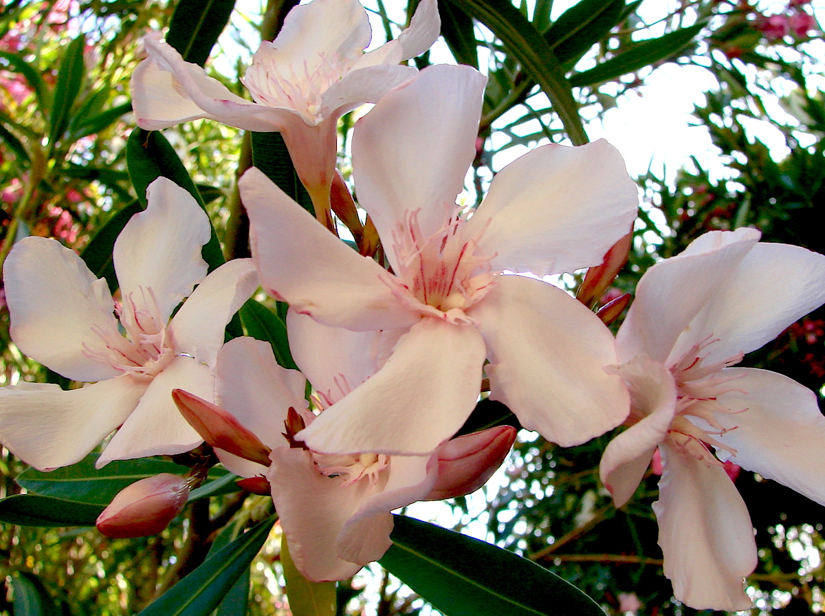 OLEANDER HAUS  Nerium Oleander Gotsis Achill