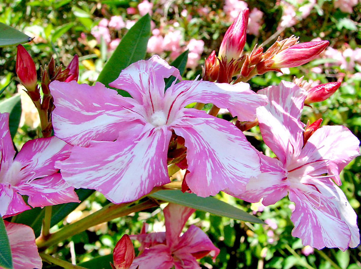 The Oleander Fairy Tale Oleander Haus Decorate with a floral pattern plant blossom, bloom; the oleander fairy tale oleander haus