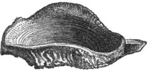  Fig 174. Nr. 21.