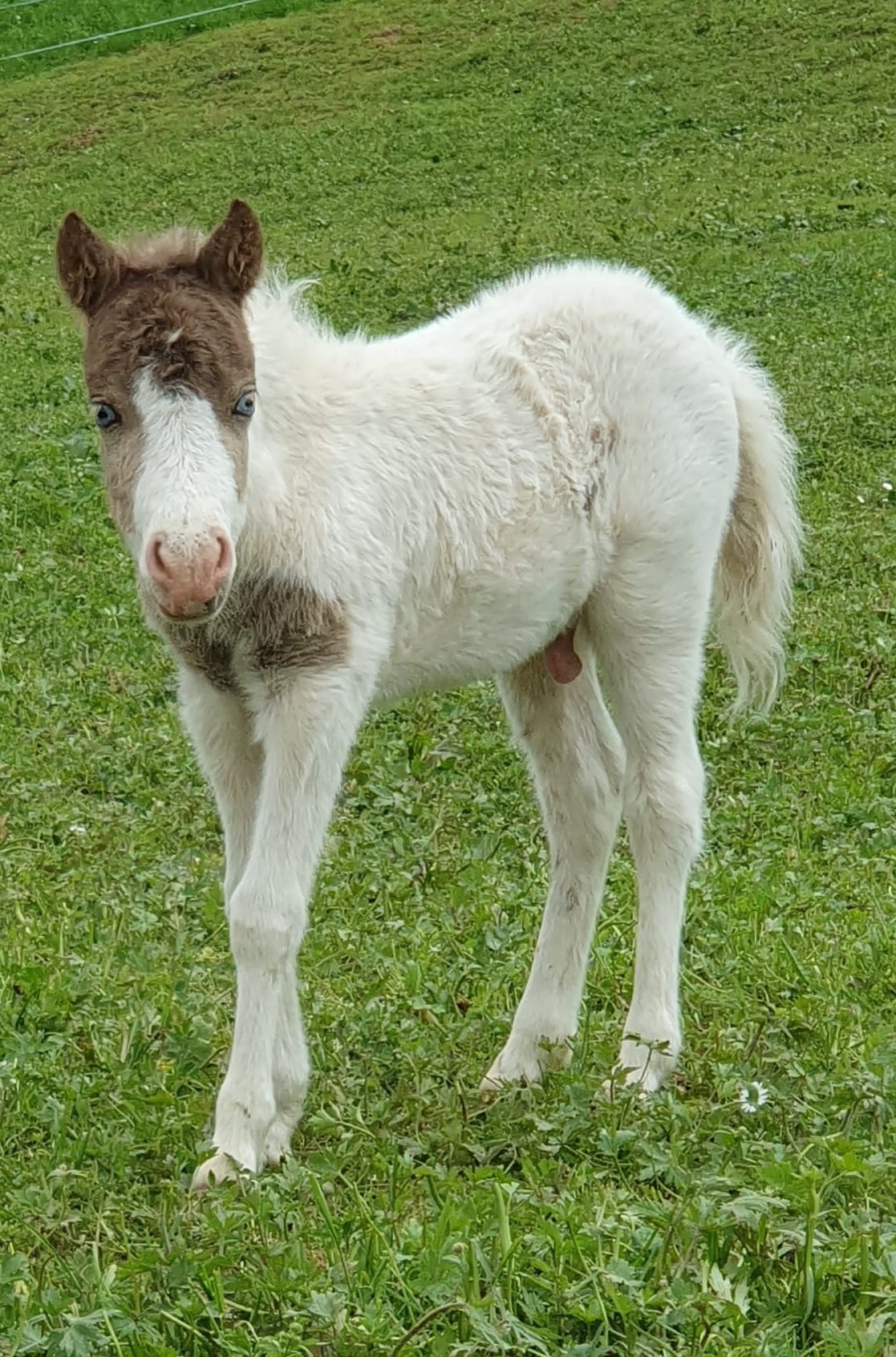 Foxlands Bess and merlins Benefit (ben) Foxland American Miniature Horses