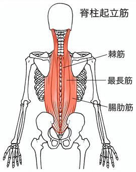 脊柱起立筋を鍛えるメリットについて解説します！