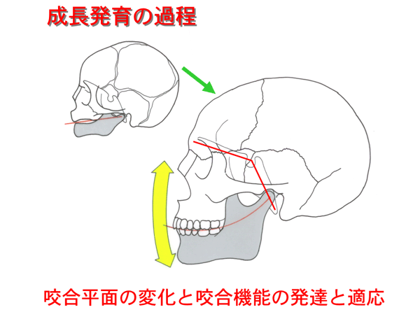 顎顔面部は垂直的に成長していくイラスト図