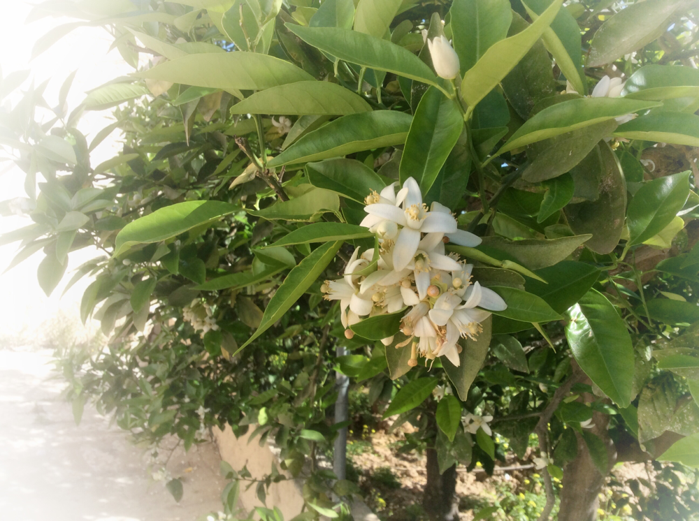 Betörende Orangenblüten 