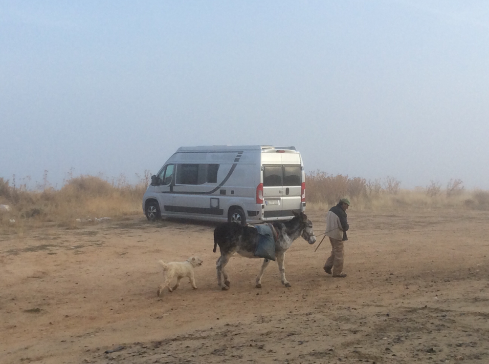 Noch einmal zieht der Schäfer mit Esel, Hunden . . . 