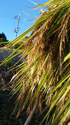はざかけして乾燥させます