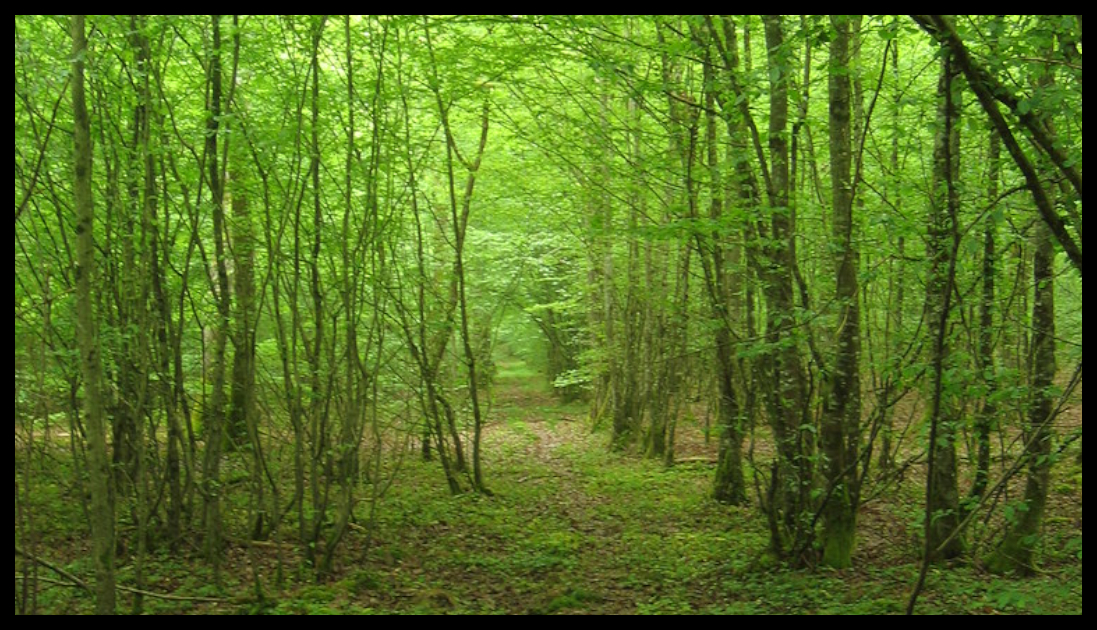 Mois des forêts : du 1er au 31 octobre