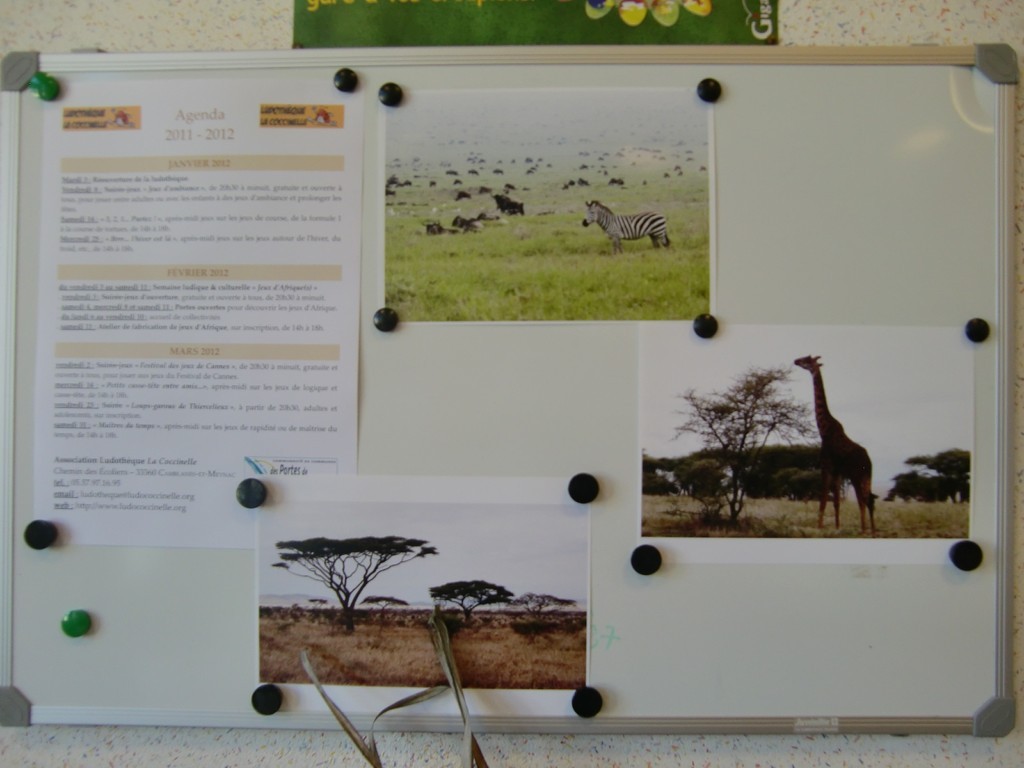 quelques photos : zèbres, girafes, baobab