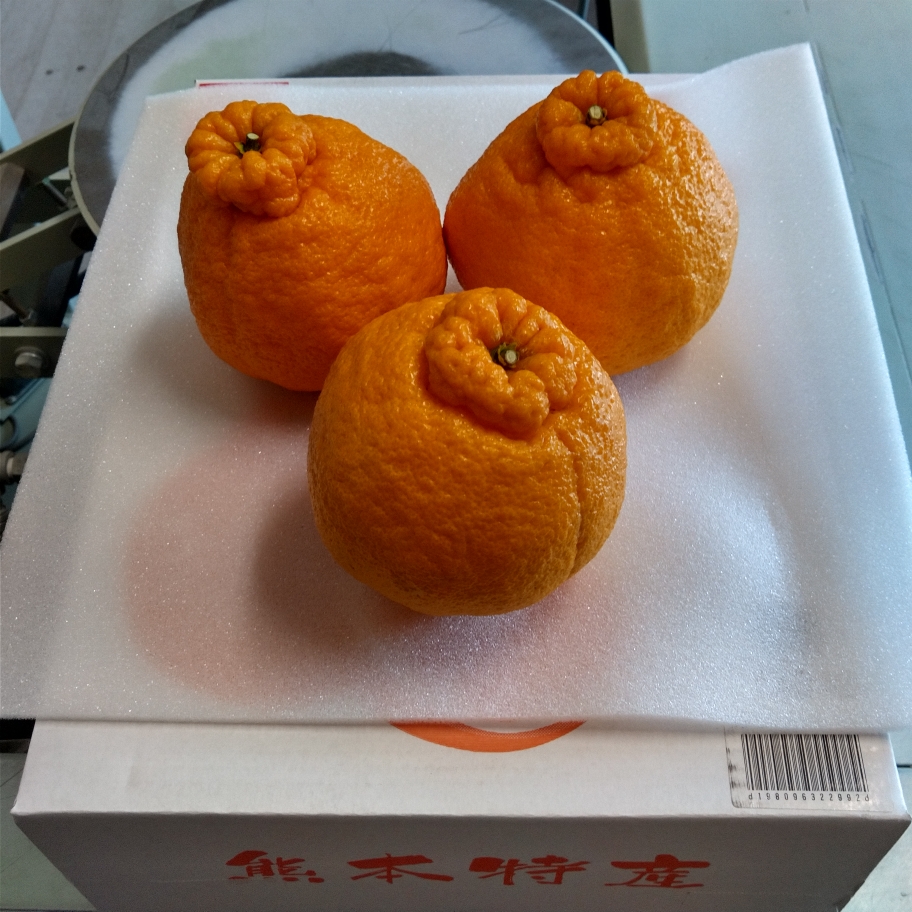 お世話になっている、八代のい草生産者様からデコポンをいただきました。