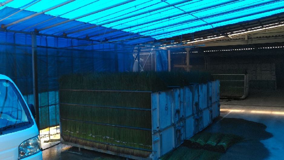 上本様のコンテナのい草をシャワーしているところです。