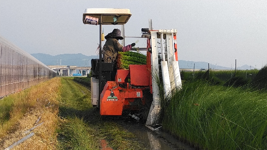 上本様の奥様、い草の刈り取り中です。