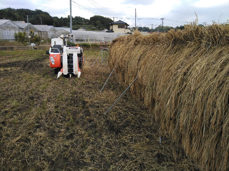 田んぼで、脱穀作業をしました。