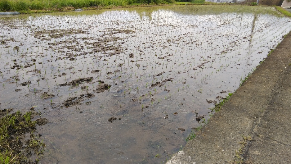 田植えをしました。