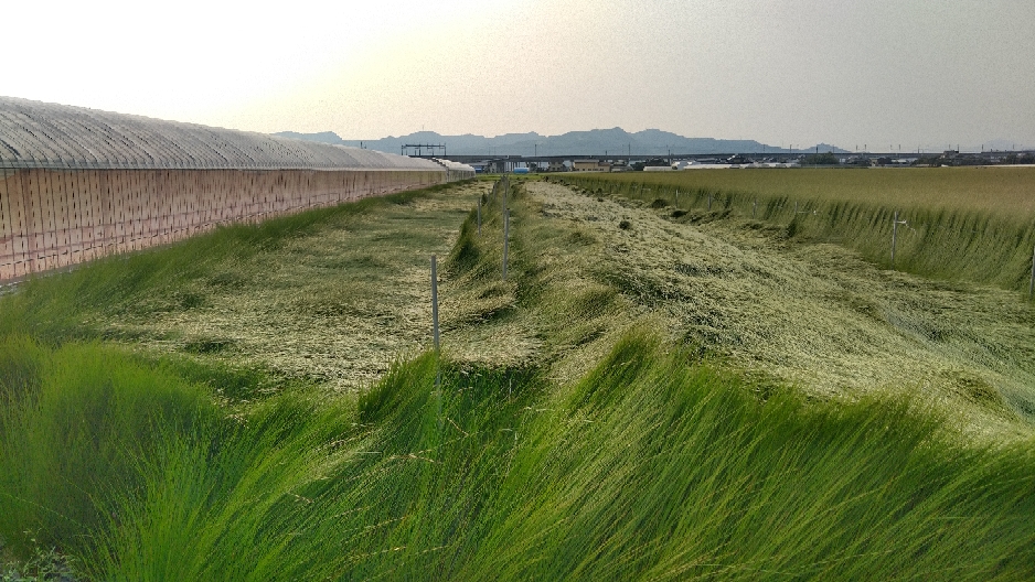 翌日の早朝からい草の刈り取りをする為、網あげをしました。