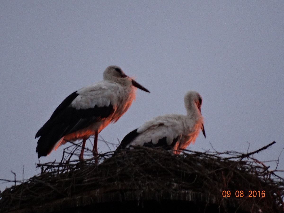 Paco und Antonia wachen über rastende Jungstörche!!     Foto: Ulrike Mose 