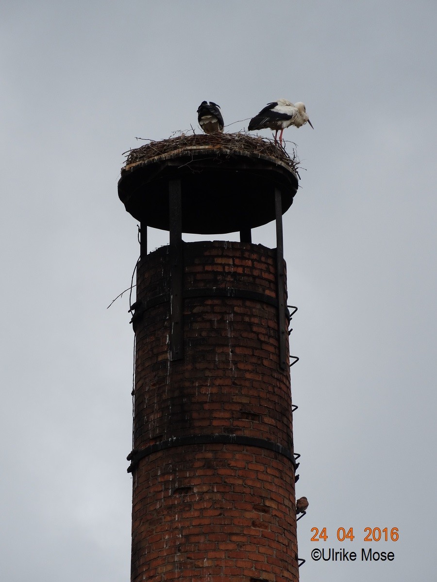 Ein Turmfalke als Untermieter.