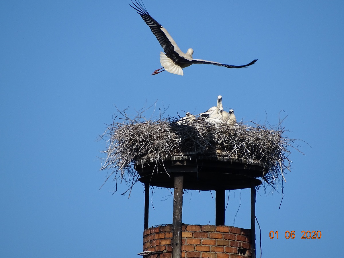 Fünf Jungstörche werden in unserem Schornsteinnest groß!