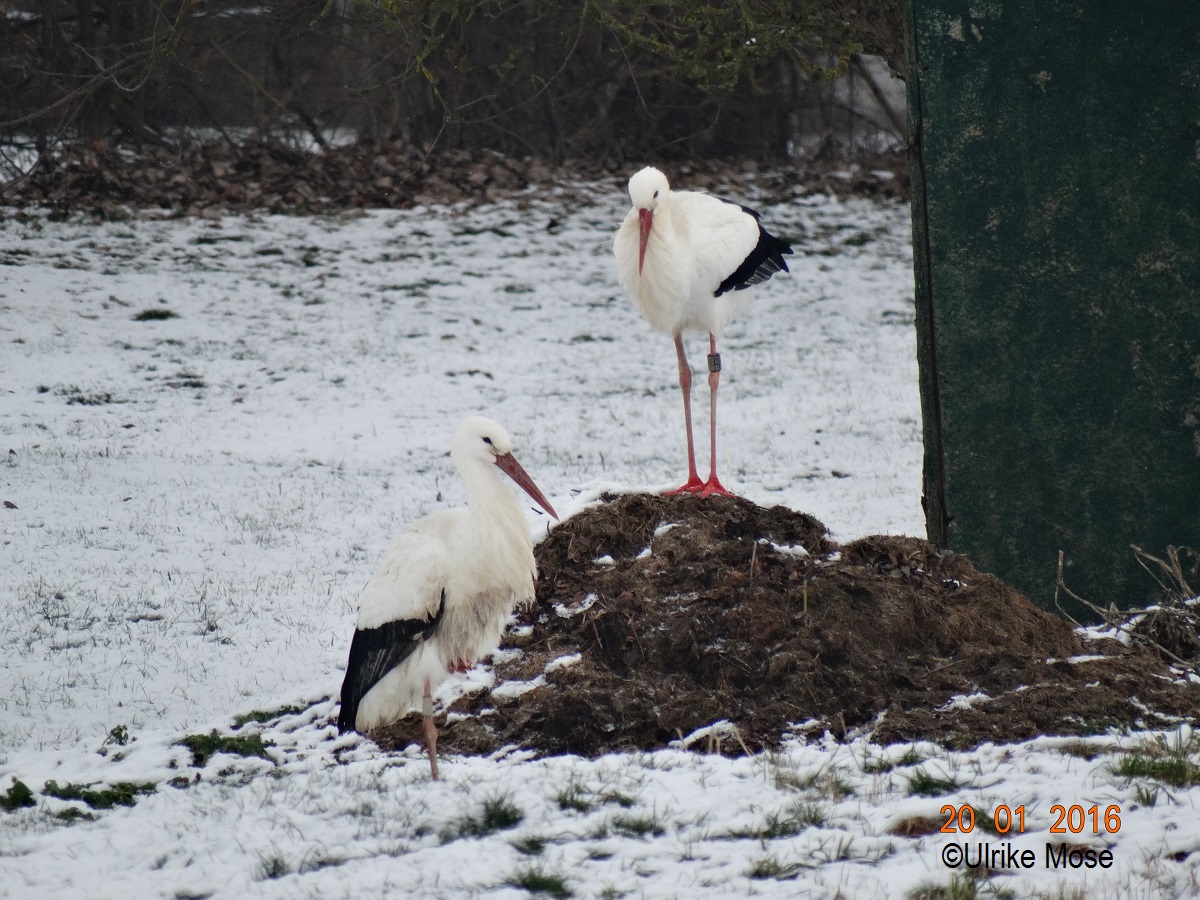 Storchenpaar George und Jule im Winter 2016