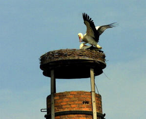 Erste Bewohner in dem Nest auf dem Schreinereischornstein. Rudi und Frieda beim Liebe machen. Foto: Ulrike Mose