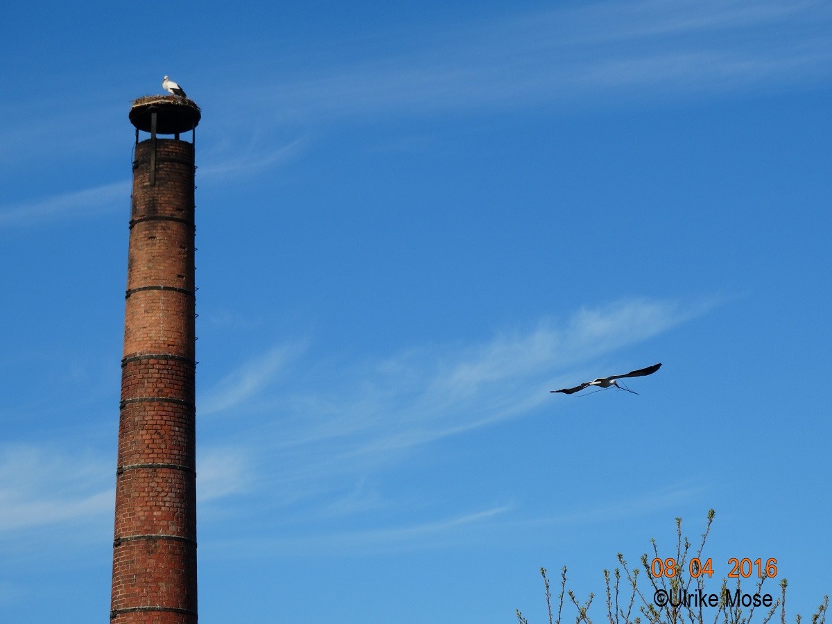 Paco mit einem Ast im Anflug.  