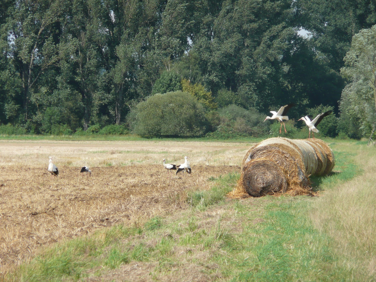  Foto: Ulrike Mose