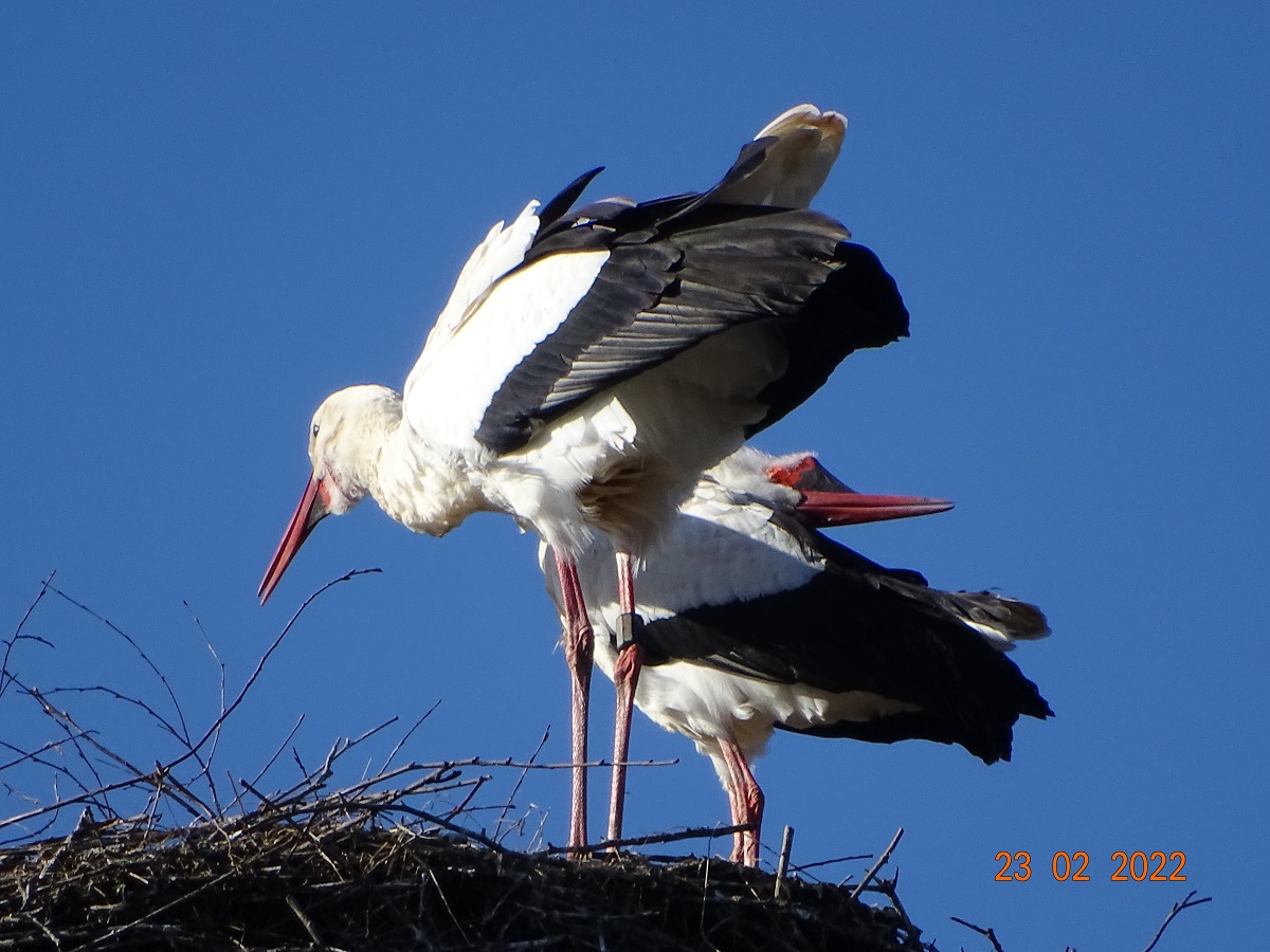 Nestverteidigung