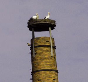 Nach dem Partnerwechsel. Das Storchenmännchen Kurt + Storchenweibchen Frieda auf dem Nest. ( links unter dem Nest  sitzt ein Falke)    Foto: Ulrike Mose