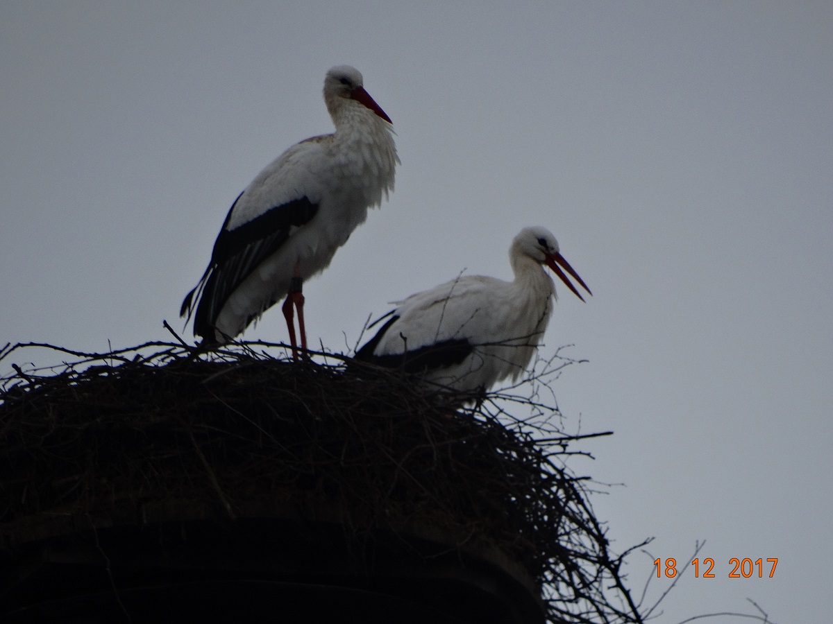 Von hier aus kann man den Horst an der Eder und in Niedermöllrich sehen.  Foto: Ulrike Mose 