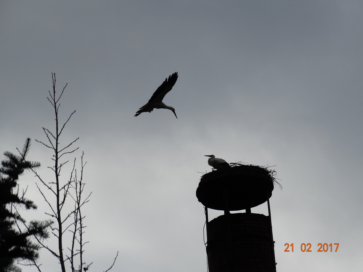 Eigentümer Paco versucht sich sein Nest wieder zurück zu holen. Foto: Ulrike Mose