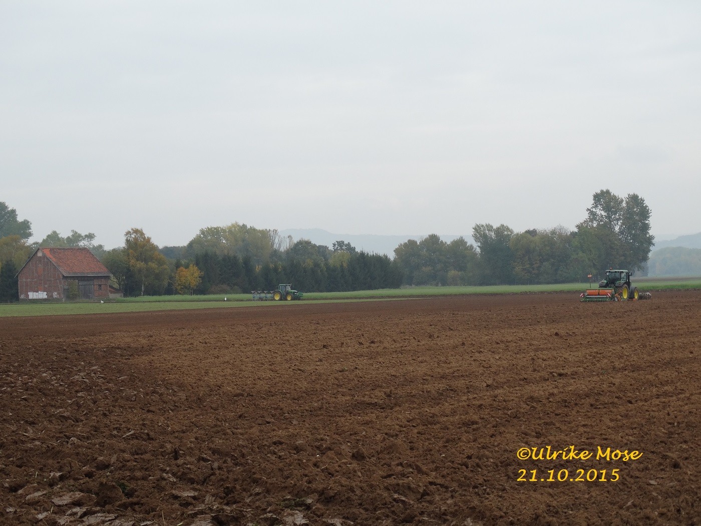 Störche auf einem Acker zwischen Wabern + Niedermöllrich. 