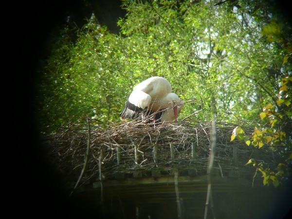 Die Flügel werden leicht ausgebreitet, um sich dann wieder zu legen.      Foto: Ulrike Mose   06.05.2013