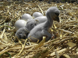 Foto: Aktion Pfalzstorch