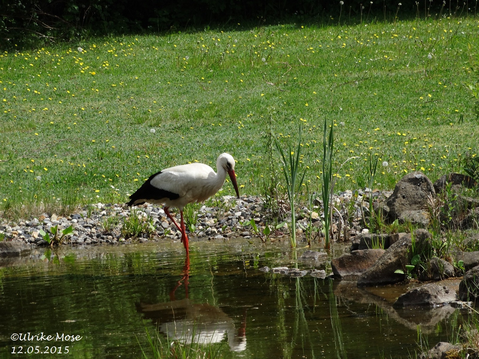 Aufenthalt im und am Gartenteich.