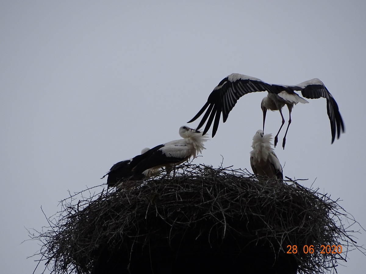 Ab heute fliegt "Marco" der 1. Jungstorch...