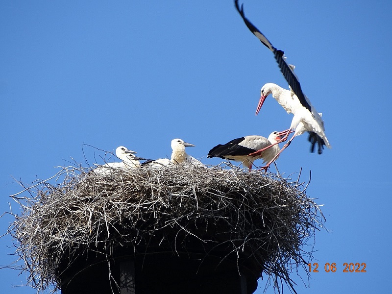 Vater Merlin kommt heim und bringt Futter