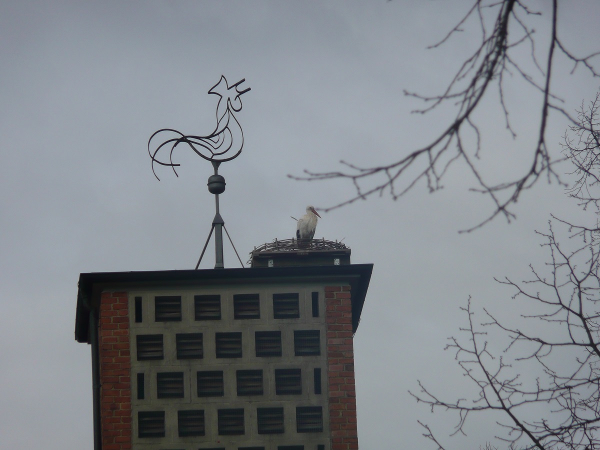Storchenmännchen auf dem Glockenturm der kath. Kirche in Wabern.    Foto: Ulrike Mose