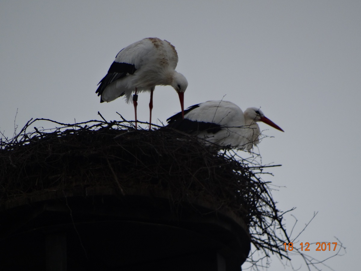 Paul und Pauline mal wieder auf unserem Schornsteinnest.  Foto: Ulrike Mose 