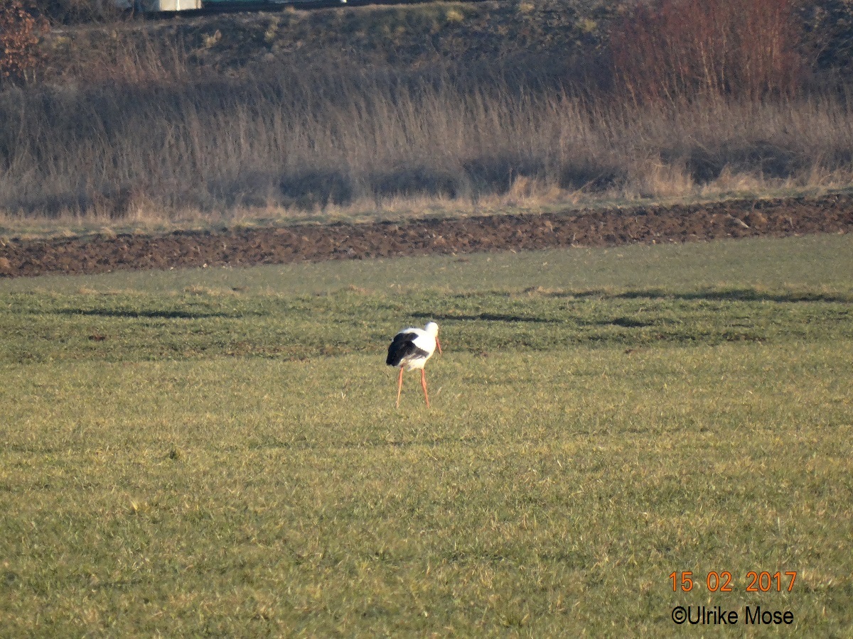 Bei dem Storch in der Ferne handelt es sich um Rückkehrer Paco.