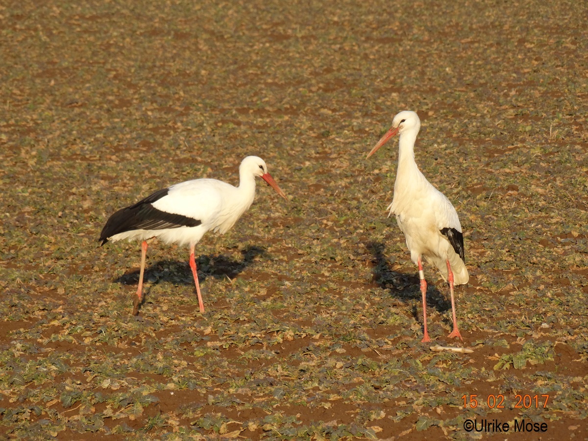 Jule und George auf einem benachbarten Feld.