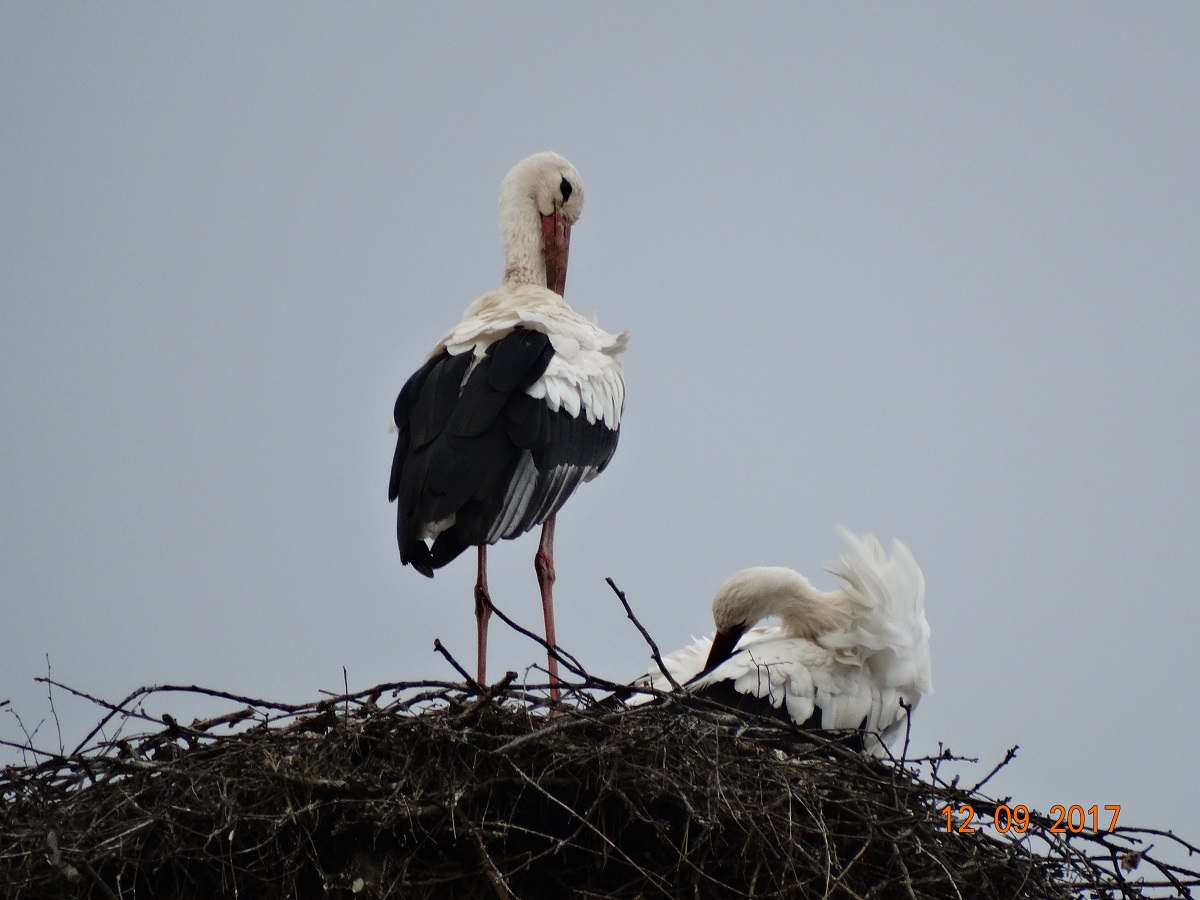 Marie und Paco auf dem Schornsteinnest. Foto: Ulrike Mose