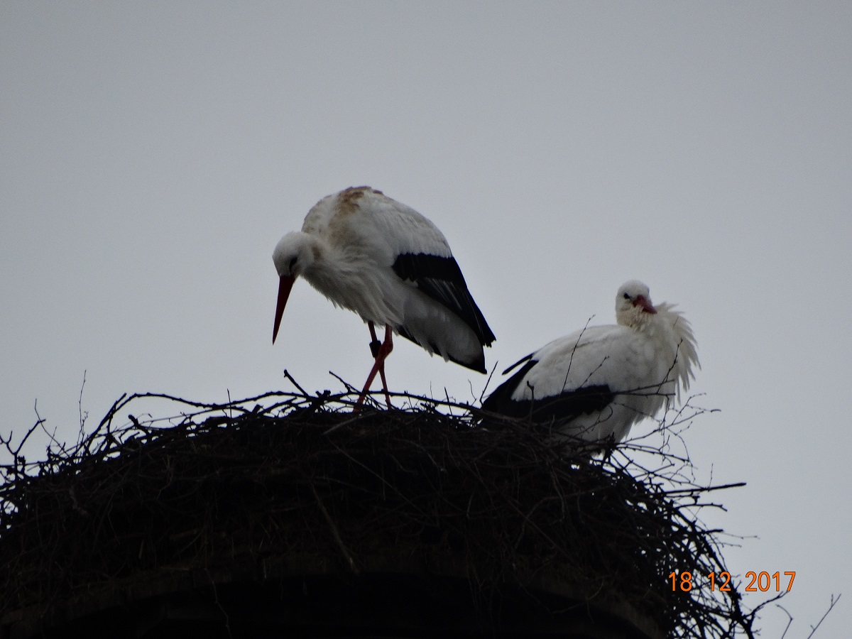 Gut dass die eigentlichen Inhaber Paco und Marie ins Winterquartier geflogen sind.  Foto: Ulrike Mose 