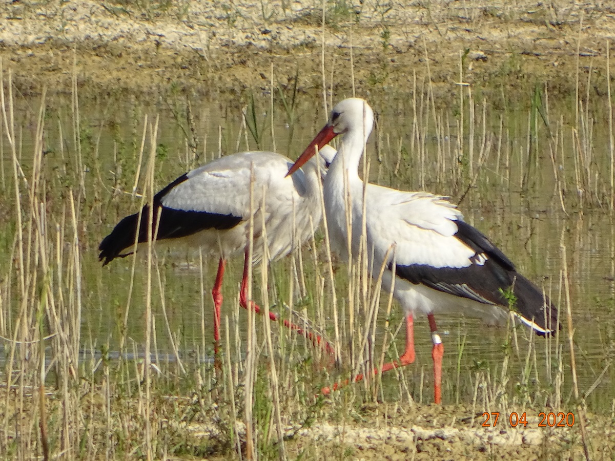 Paco links + George rechts suchen gemeinsam im Wasser nach Nahrung!  Foto: Ulrike Mose