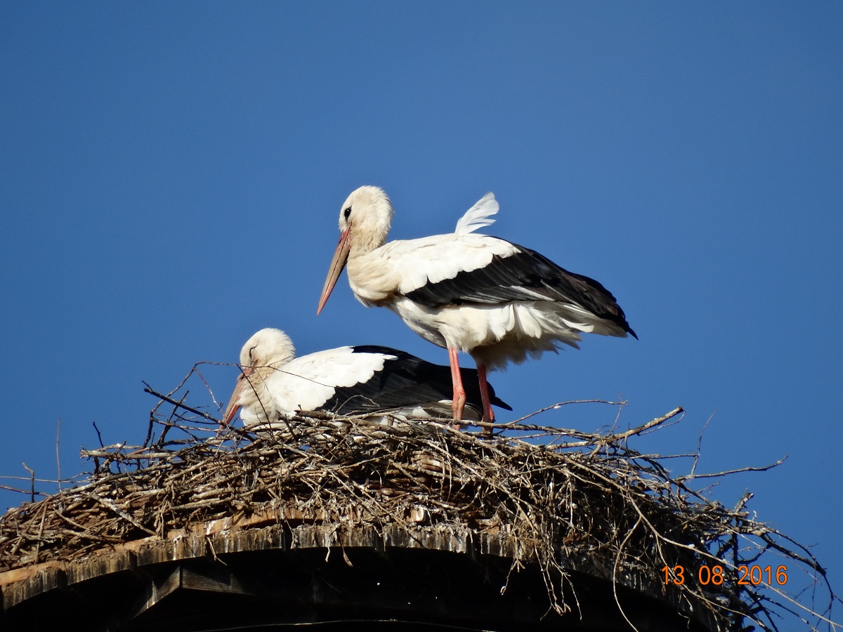 Antonia + Paco genießen die gemeinsame Zeit am Nest!! Foto: Ulrike Mose 