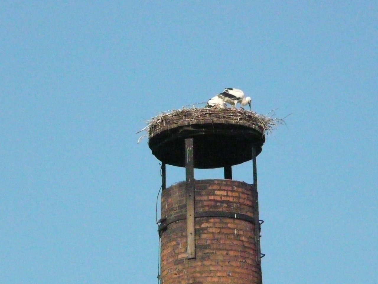 Nest untersuchen.     Foto: Ulrike Mose